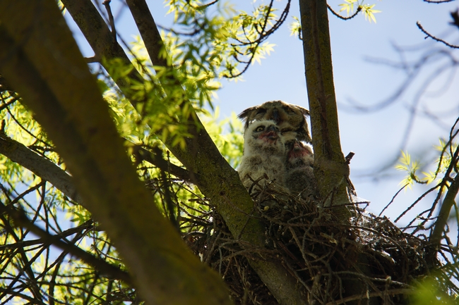 Mother great horned owl with fledglings in a nest at Kearney.