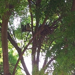Three great horned owls at Kearney on a branch about 1 week before becoming independent.