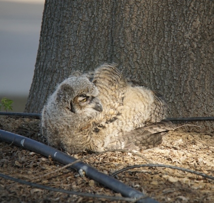The great horned owl at Kearney that fell.