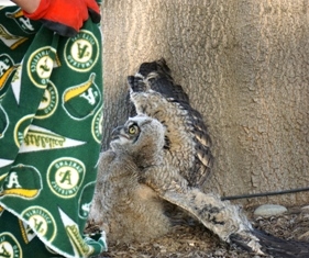 Great horned owl at Kearney resisting a rescue attempt.