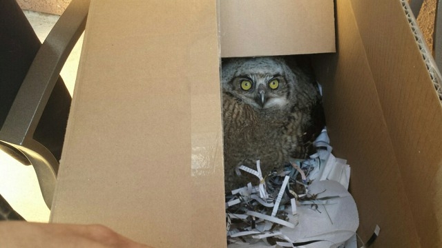 Great horned owl that fell at Kearney is secure and ready for transport to Critter Creek.