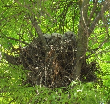 Young great horned owl fledglings at Kearney.
