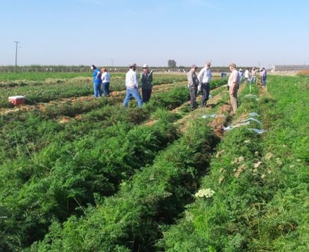 Carrot field day attendees evaluating carrot breeding lines at Kearney for root-knot nematode resistance and market traits.