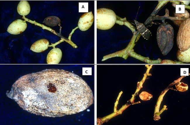 Infection of pistachio fruit by Neofusicoccum mediterraneum (initially identified as Botryosphaeria dothidea, thus the name Bot of pistachio disease) initiated from insect and bird damage.
