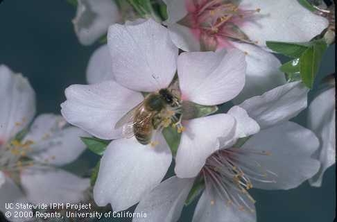 honey bee on almond