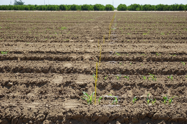 Recently emerged sorghum that is part of a trial aiming to tease out the genes that express drought tolerance.