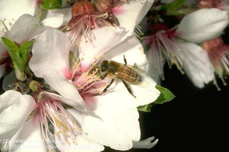 Honey bee on almond blossom. Photo by Jack Kelly Clark.