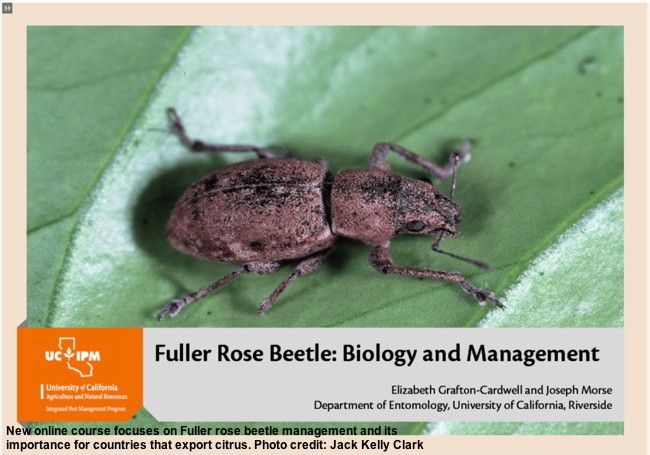 Fuller rose beetle on leaf.