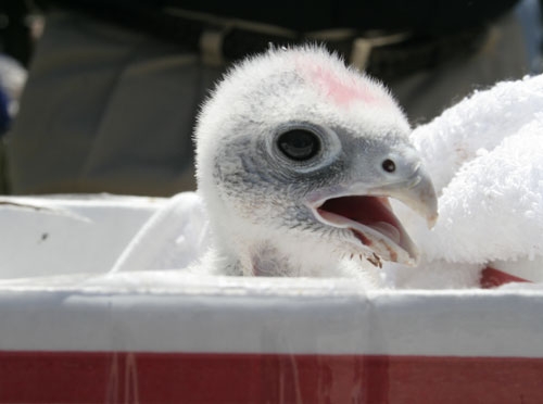 A 17-day-old falcon, above, was displayed at blueberry day by falconer Fred Seaman, manager of Airstrike Bird Control.