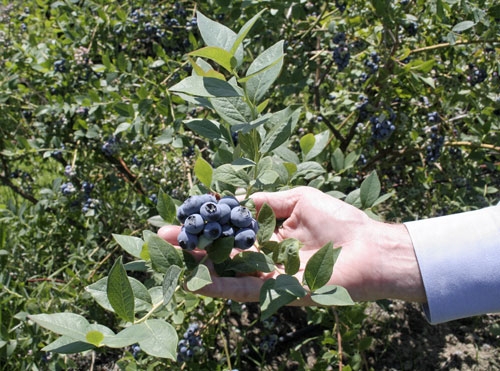California blueberries ready to be harvested.