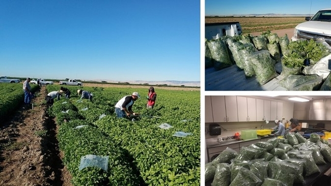 Basil leaves were cut on June 28 and July 12, 2019. Bagged samples were weighed for fresh biomass.