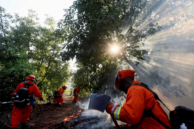A CAL FIRE inmate crew fighting a wildfire in an avocado grove, May 2014. (Photo: Sandy Huffaker)