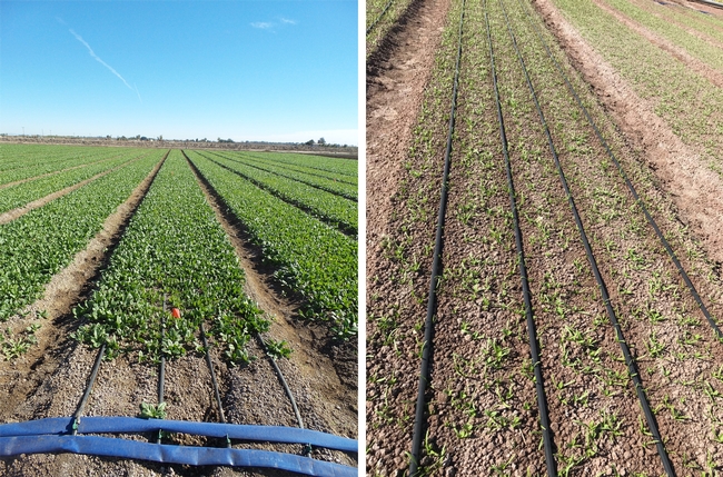 Figure 1. Spinach production under drip (80-inch bed with four driplines). The pictures demonstrate individual beds with four driplines at 1.5-inch depth 30 days after planting (left picture) and on the soil surface 12 days after planting (right picture).