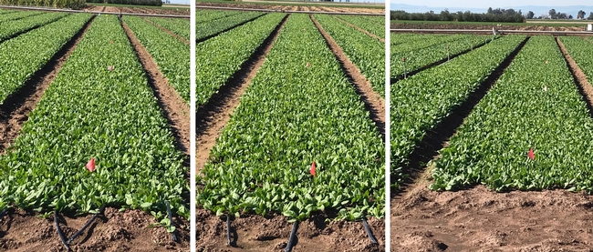Figure 2. Visual comparison of the drip treatments versus the sprinkler treatment 38 days after planting in the fall 2018 experiment. Left and center pictures demonstrate the 4-dripline located in 1.5-inch depth treatment and the 3-dripline located in 1.5-inch depth treatment, respectively. Right picture demonstrates the sprinkler treatment.