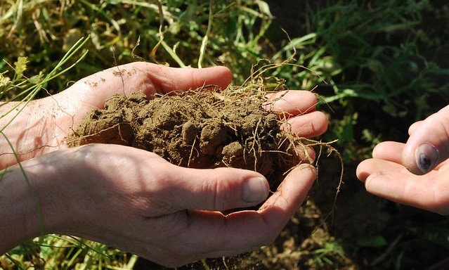 Healthy soil improves water infiltration and nutrient cycling.