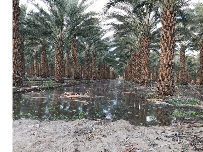 Figure 2. Mature date palm irrigated by flood system in Thermal.