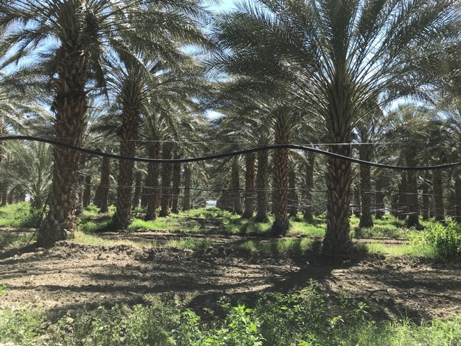 Date palm equipped with drip irrigation in Coachella.