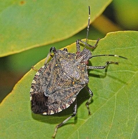 Brown marmorated stink bug. (Photo: Wikipedia)