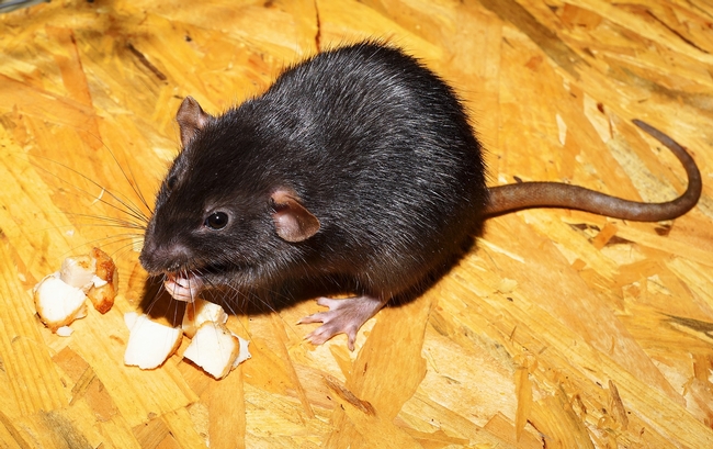 Before trapping, make sure you know what rodent pest you have.  (Photo: Karsten Paulick from Pixabay)
