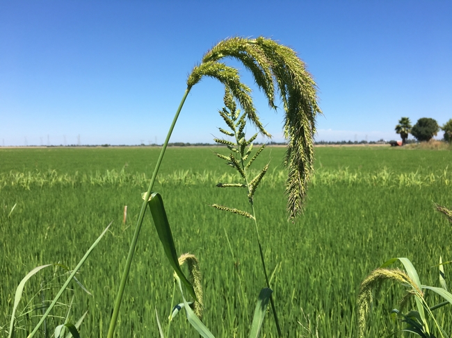 Weed management in rice crops can account for roughly 17 percent of total operating costs.