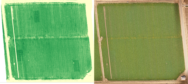 Figure 1. A field in Solano County where three N-rich reference strips are visible at tillering using a canopy reflectance measurement (left), but not visible to the naked eye (right).