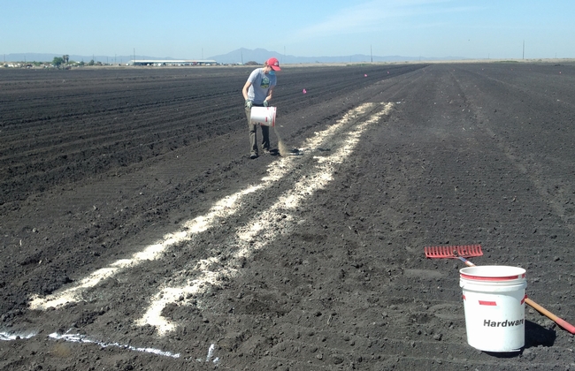 The author, Megan McCaghey, applies the chitin amendment the the soil in a sclerotia survival component of the integrated management trial. (Photo: Dr. Kelley Paugh)