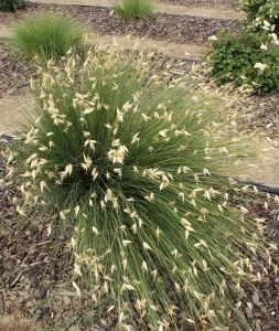 Lygeum spartum, false esparto grass. (Photo: Karrie Reid)