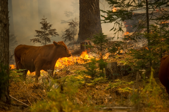 The Rim Fire, which burned in 2013-2014 in Tuolumne and Mariposa counties, burns around a cow. Health effects of wildfire on cows may persist for weeks or even years. Photo by Noah Berger