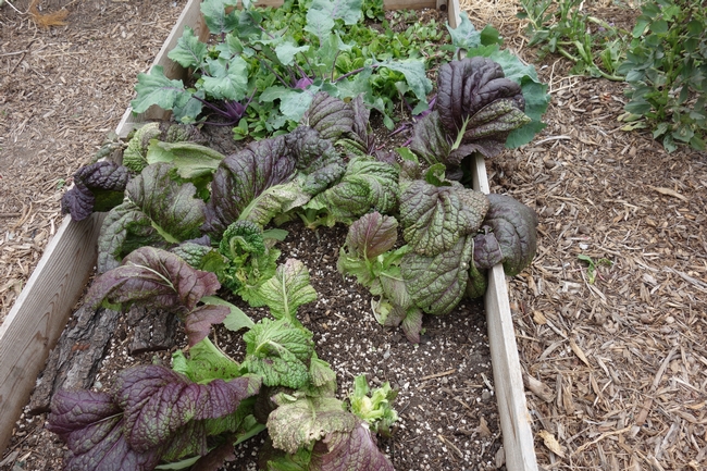 How to Grow Delicious Mustard Greens in Your Garden