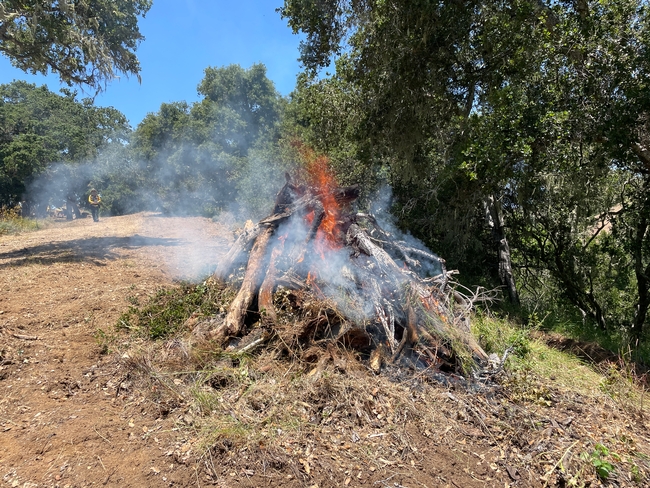 Pile burning at Santa Lucia in preparation for a larger-scale broadcast burn.