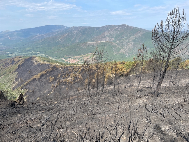 Edge of the May 2023 Sierra de Gata burn area.