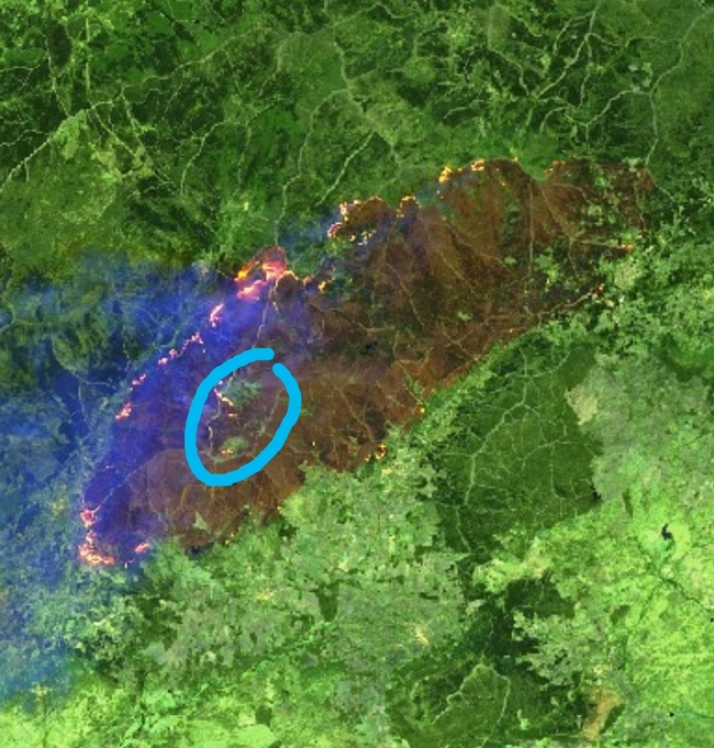 Burn area. The area circled in blue is the area that was grazed by goats. Image shared by Fernando Pulido.