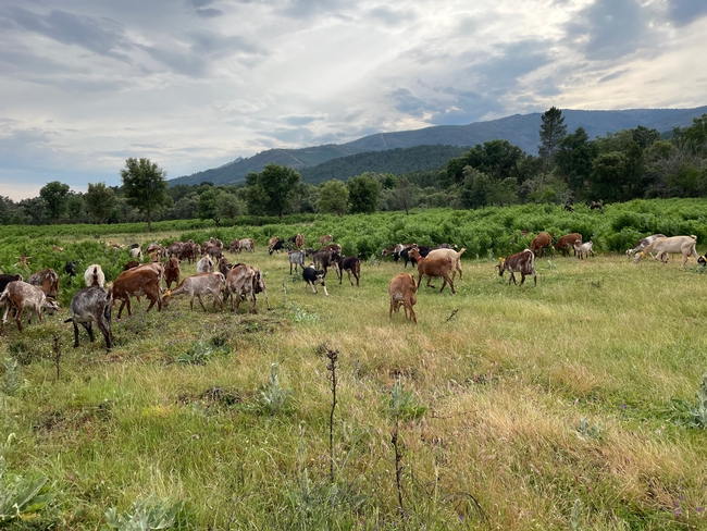 Goats grazing in agricultural lands.