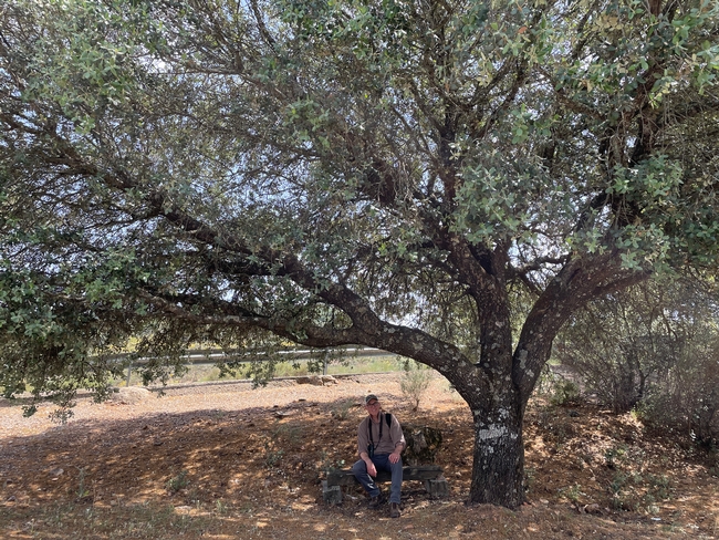 Holm oak tree.