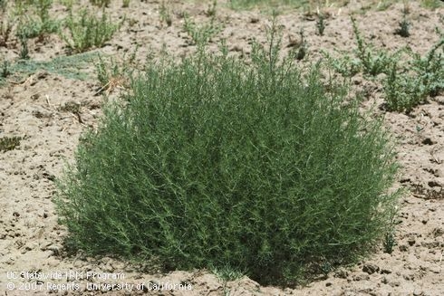 Russian thistle, mature plant