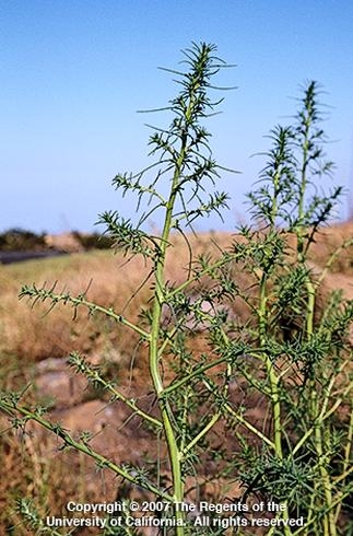 Russian thistle, flower in leaf axil