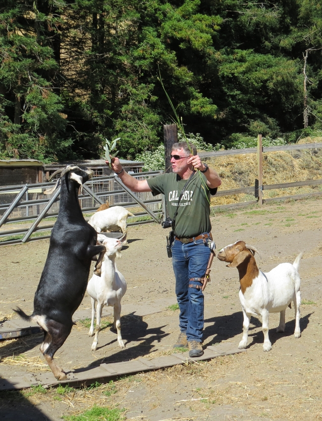 Goats showing food preferences.