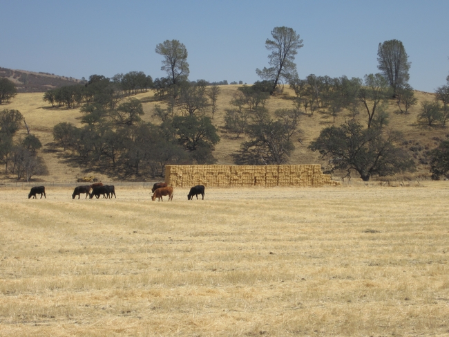 Cattle, hay, annual grassland, and oak savanna in Monterey County.