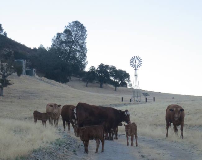 Cows and calves on rangeland