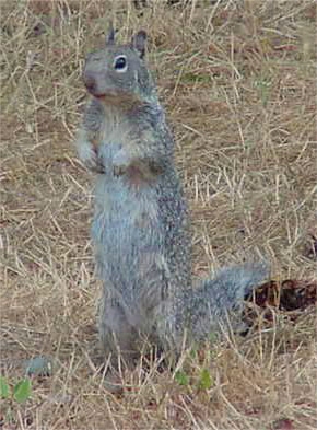 Ground Squirrel - Photo Credit: © 2005 Kim Cabrera
