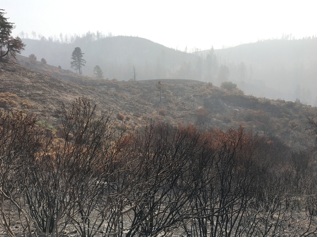 Haze and burned shrubs from the CZU fire. Photo taken on September 14, 2020.