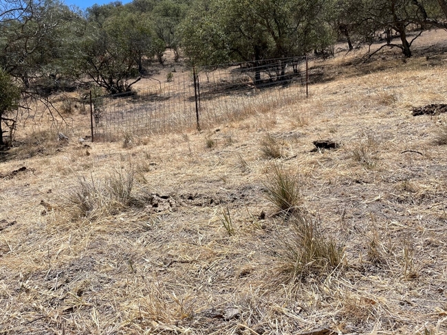 Fig2 Exclosure and grazed plot with purple needlegrass