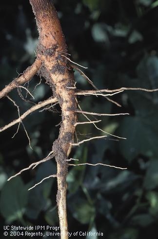 ladder root system