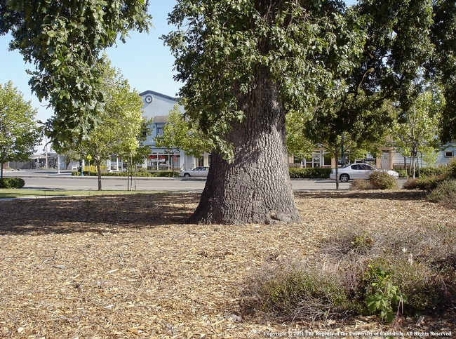 large tree with mulch