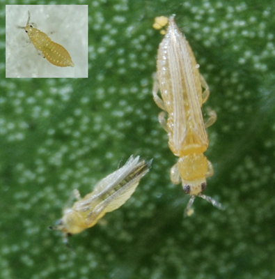 flower thrips and chilli thrips