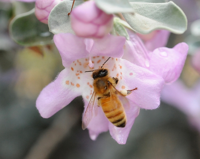 honeybees find abundant nectar in the tubular flowers of Texas sage