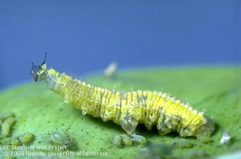Syrphid fly larvae feeding on Spirea aphid