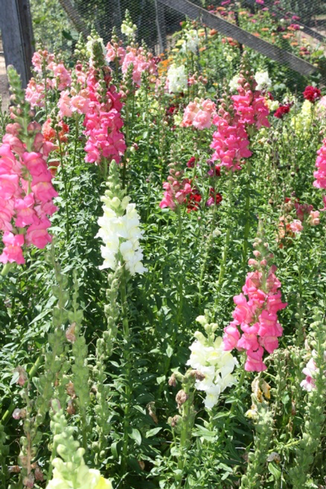 Snapdragons growing in the cutting garden at Filoli. Photo: Jill Clardy, Flickr