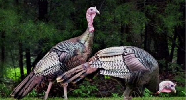 Wild turkeys. Photo: Pixabay