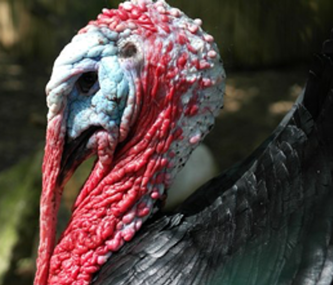 A tom turkey showing the brilliant head and neck colors. Photo: Pixabay